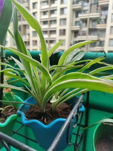 Spider Plant With Roots