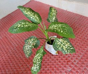 Evergreen Money &amp;.Dieffenbachia Seguine Plant &amp;Pot