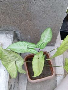 Arrowhead Plant