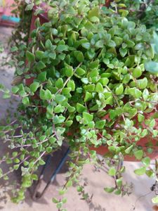 Tangled Heart Plant