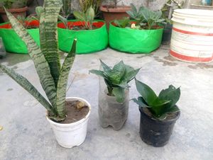 3 Airpurifing Plants Combo