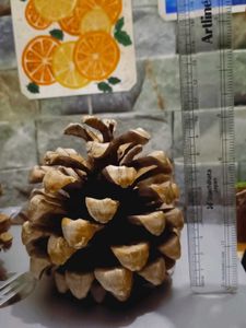 Natural Pine Cones New ( Fresh )Set Of 3