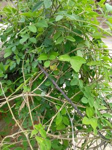 Aparjita Plant Seeds Pack Of 5 Seed