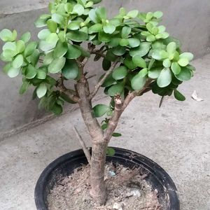Jade Bonsai (Lucky Plant)