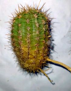 Echinopsis Purple White