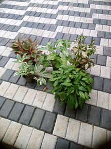 5 Live Root Plants