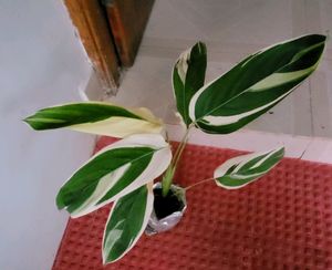 Set 2 Evergreen Money &amp; NeverNever Plants &amp; pot