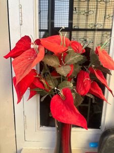 Red Anthurium Arrangement