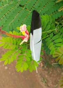 Black and White Feather (Australian Magpie)