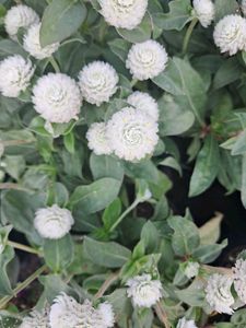 11 Plants In Offer Only Coins