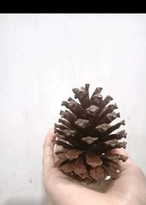 5 Pine Cone