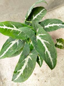 Assorted Houseplant Collection