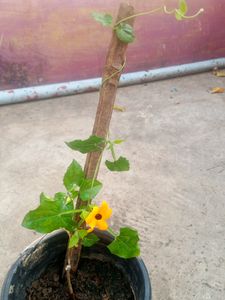 Susan Vine Plant&#39;s Available