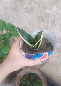 Snake Plant