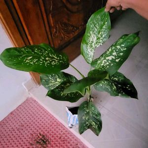 Set 2 Dieffenbchi &amp; Calcium Biclor Plants