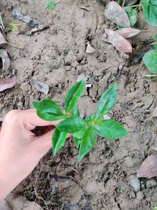 Jamun Tree Saplings
