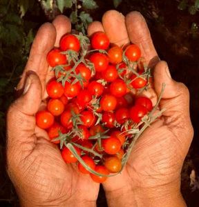 Vegetables Seeds @ Low Price