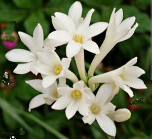 combo 6 plants @low price