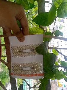 Pearl Hair Clip