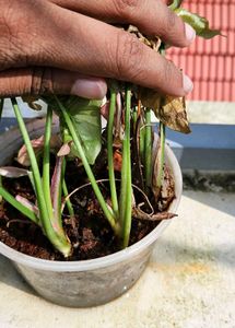 Set Of 3 Well Rooted Pink Synchonium Plants