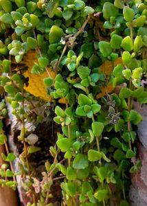Tangled Heart / Pillow Plant / Swedish Ivy