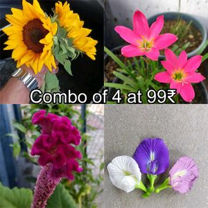 Aprajita, Sunflower, Rain Lily Plant Seed
