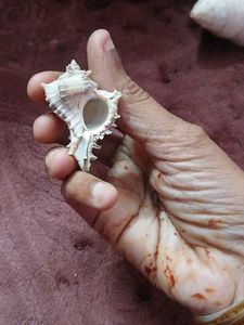 free delivery (Rare( Unique Murex )Seashell