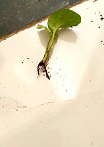 Three healthy saplings with roots and snake plant