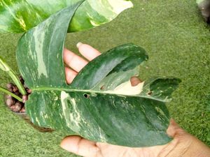 Varigated Epiprenum