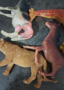 Animal Set Of 5 In One Pack