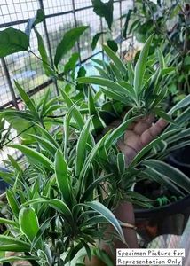 Chlorophytum Comosum - Variegated Spider Plant