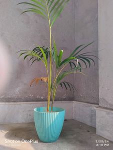 Areca Plam Tree