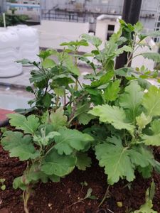 Plants