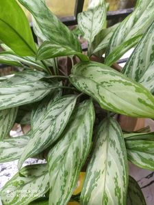 Plant Combo Offer