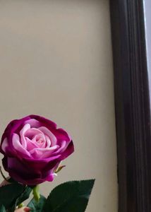 Hot  Velvet Rose In 💜💜 Colour
