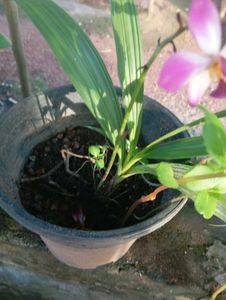 Pink Ground Orchid