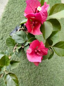 Bourgainvilleas Combo