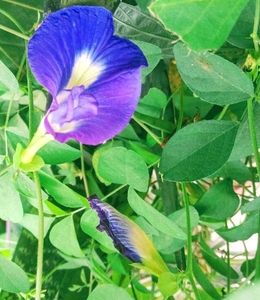 Blue🔷 Aparajita Flower Seeds