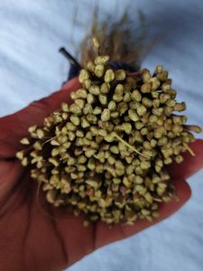 Natural Neem Toothpicks