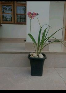 Ground Orchid
