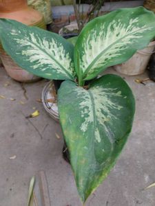 Dieffenbachia Plant