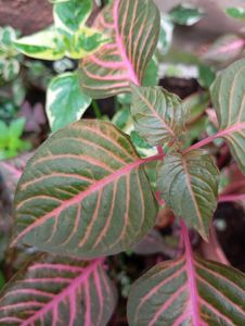 Iresine Herbstii Plant