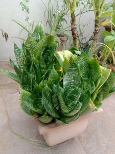 Snake Plant in Upcycled Planter