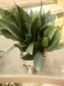 Bird Next Snak Plant With Root