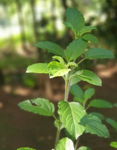 Tulasi Powder