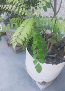 Curry Leaf Plant