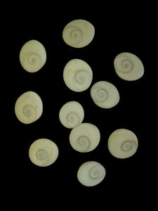 Original Gomti Chakra (Set Of 11p )