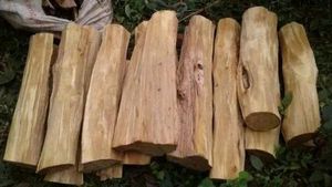 Pure White Sandalwood Stick/SAFED Chandan LKDI/ /Natural Chandan Wood/ 1-Kg/Original LKDI for Pooja,Beauty/Santalum / h byGOYAM MERCHANDO