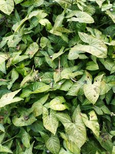 Entacloo Syngonium white