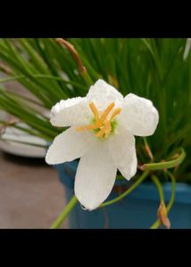 Elegant White Rain Lily Bulbs